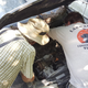 It turns out, the VW was missing significant engine parts; the buyer ended up purchasing only the seats.